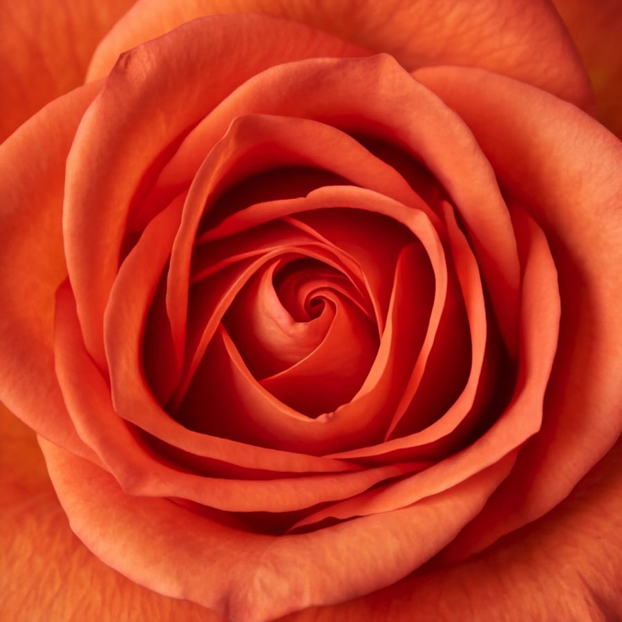 Macro shot of a vibrant orange rose bloom used as a Fabulous Flowers cupcake topper, sourced fresh from the florist team each morning at the Claremont studio