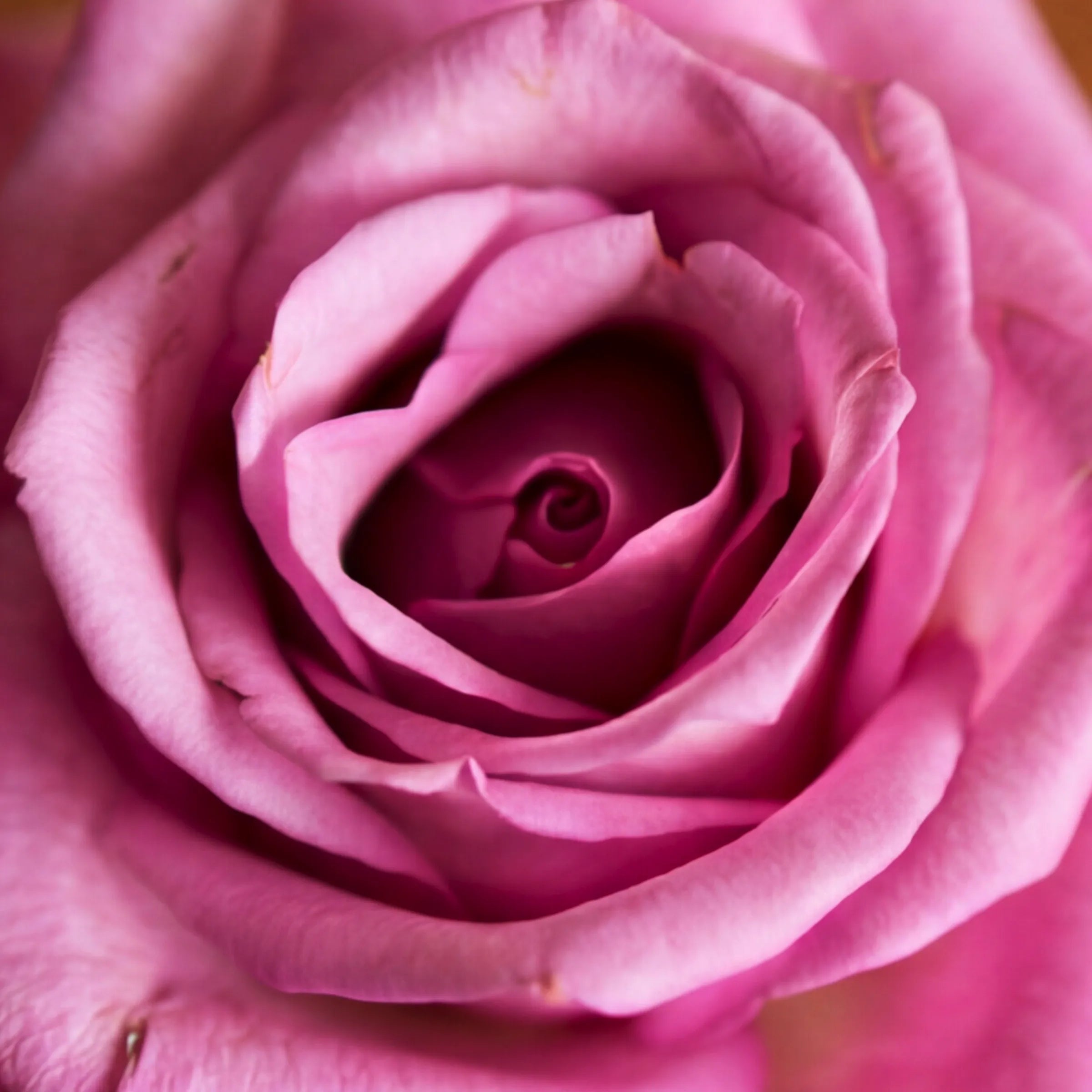 Macro detail of the real pink rose decoration on the Single Vanilla Cupcake by Fabulous Flowers