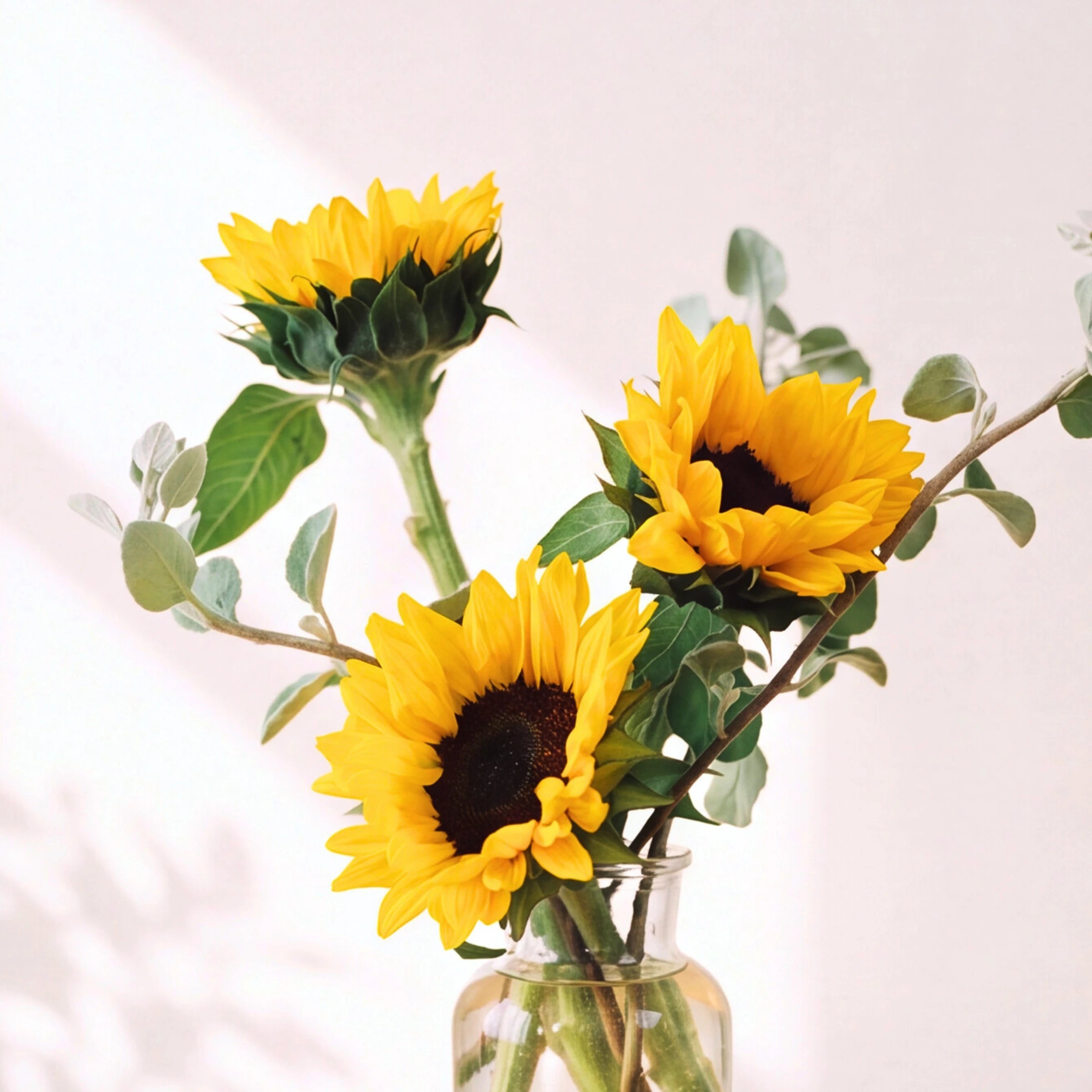 Three yellow sunflower blooms with green leaves and stems arranged in a clear glass vase against a soft light background.