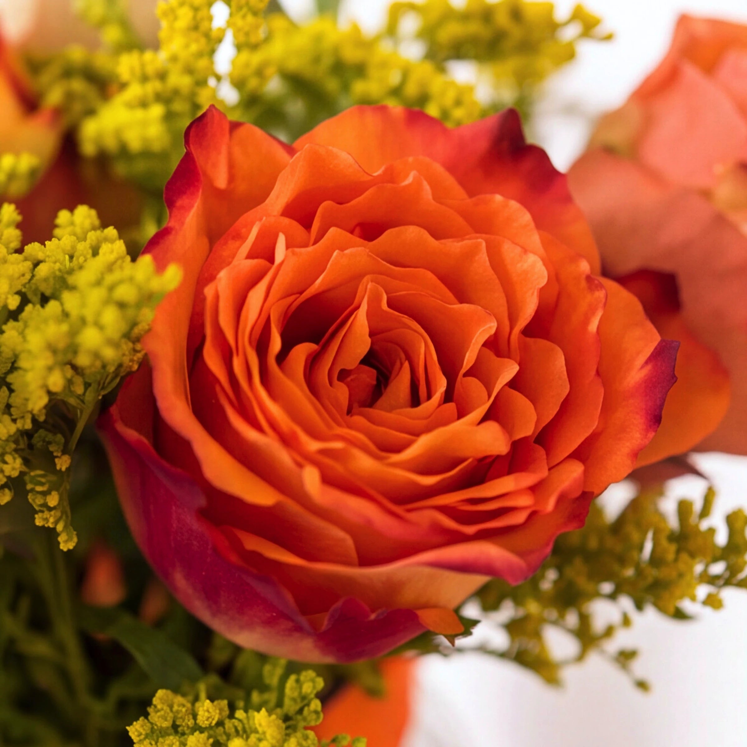 Close-up of a vivid orange rose with magenta-edged petals and golden solidago flowers