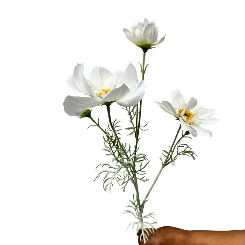 White flowers held by a hand on a white background