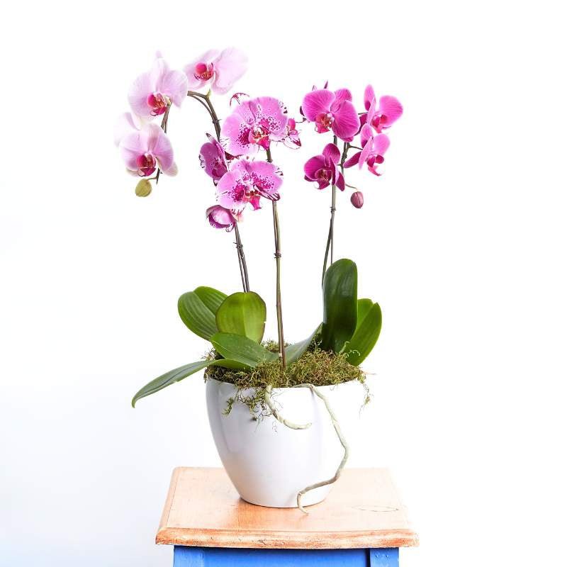 Pink orchid plant in a white pot on a wooden stand with a white background