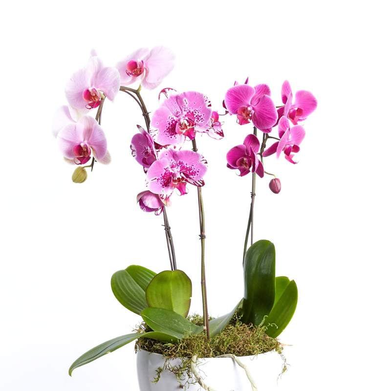 Pink orchid plant in a pot on a white background