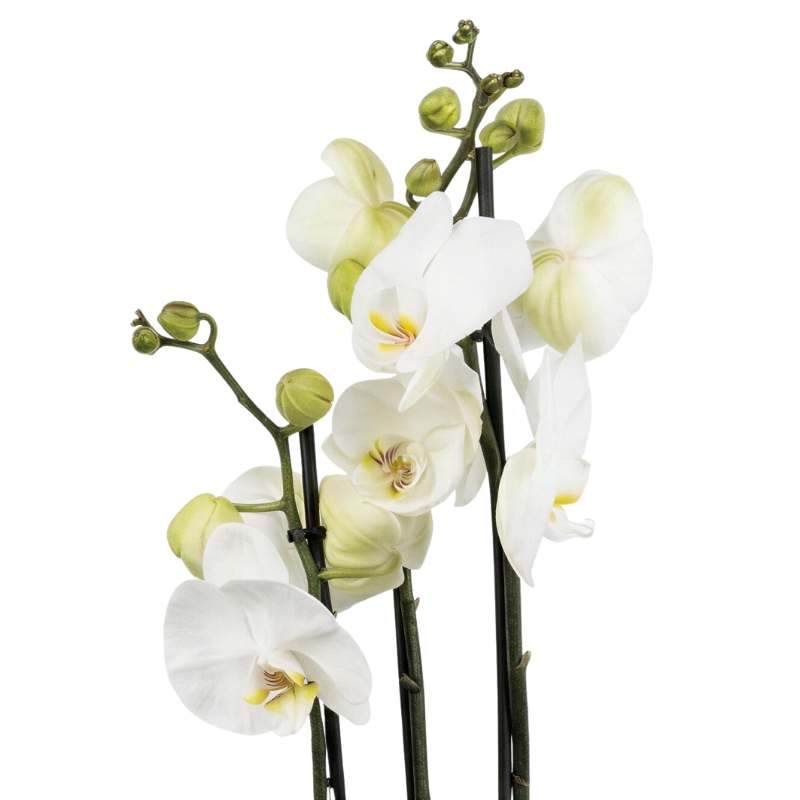 Three-spike white Phalaenopsis orchid with open blooms and green unopened buds, luxury orchid plant gift South Africa
