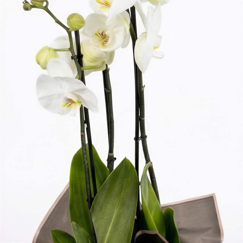 White Phalaenopsis orchid plant showing glossy green leaves and three flowering spikes in charcoal-grey wrapping, orchid plant delivery Cape Town