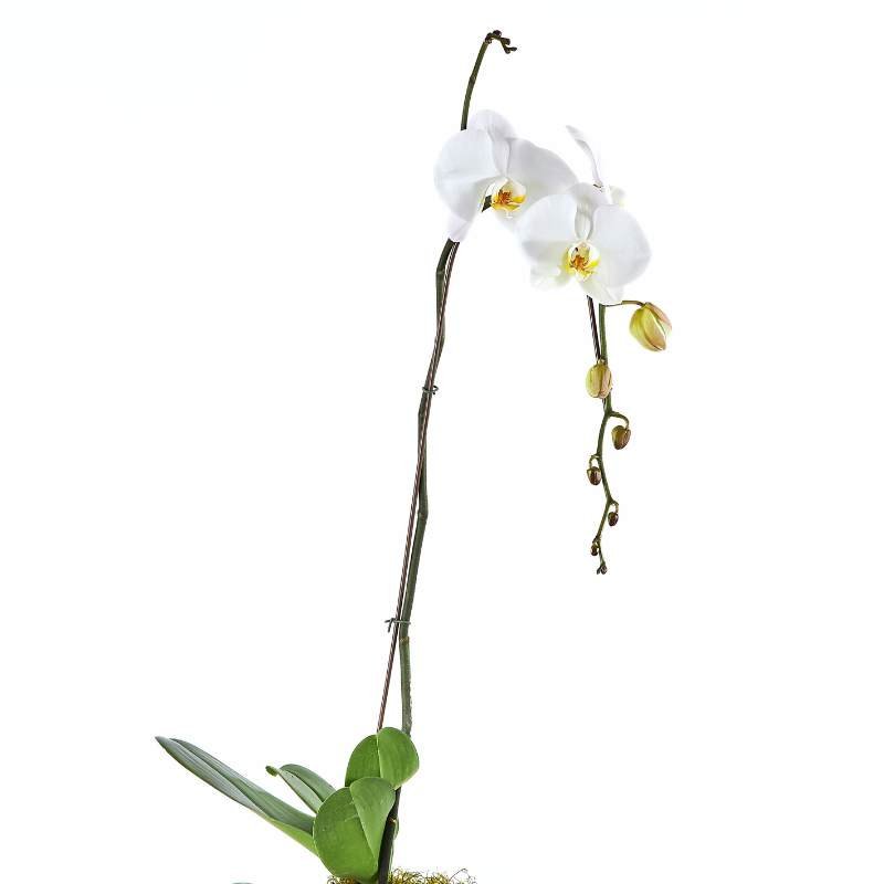 White orchid flower with green leaves on a white background