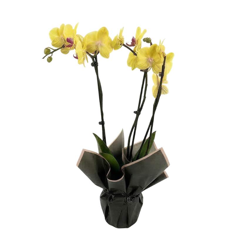 Yellow Phalaenopsis orchid plant with 3 flowering spikes, gift-wrapped in charcoal-grey and black paper with blush-pink trim, same-day Cape Town orchid delivery | Fabulous Flowers