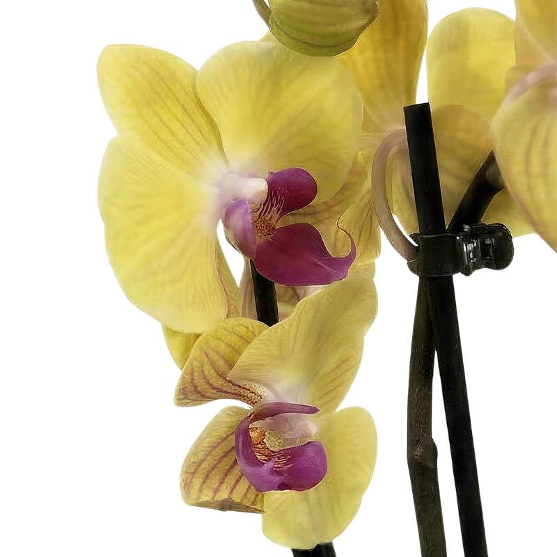 Yellow Phalaenopsis orchid blooms with magenta lips on black support stakes, limited edition orchid plant gift South Africa