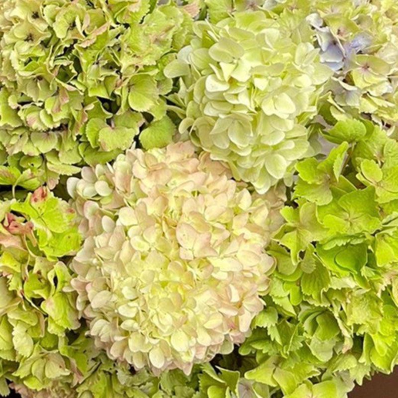 Green Hydrangea Bouquet - alternate view