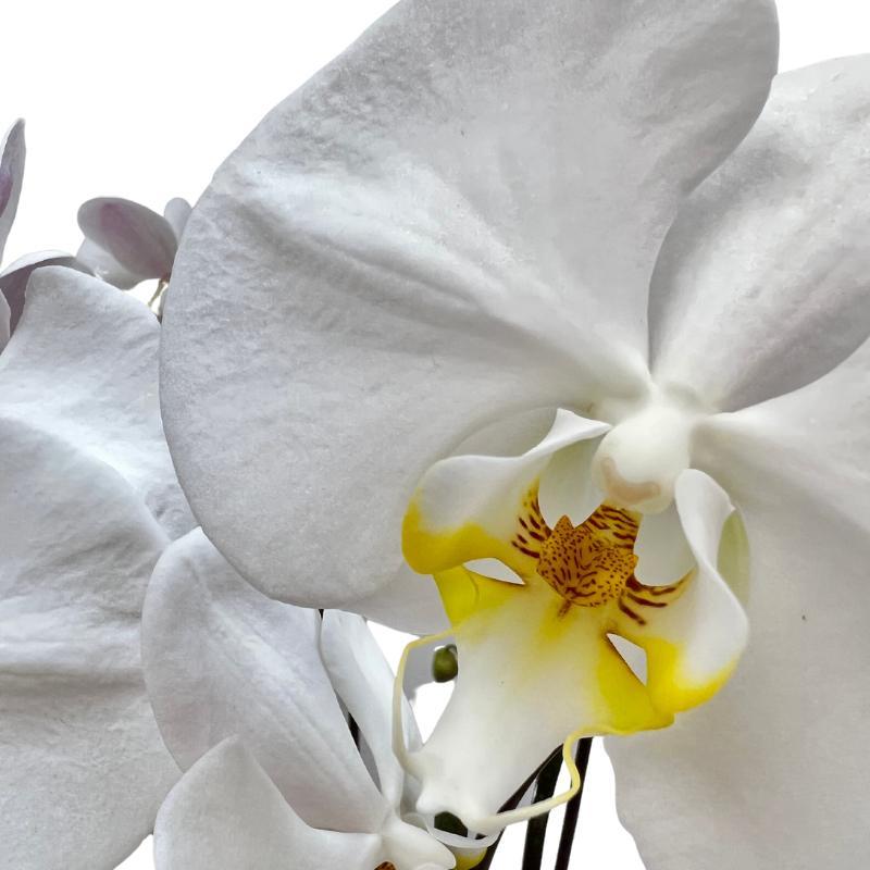 Featuring eight crisp ivory orchids artfully arranged within a specially-crafted glazed container, you are guaranteed to bring style and sophistication into any interior space from Fabulous Flowers