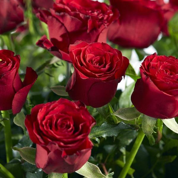 My Valentine - Fabulous Flowers Cape Town Flower Delivery