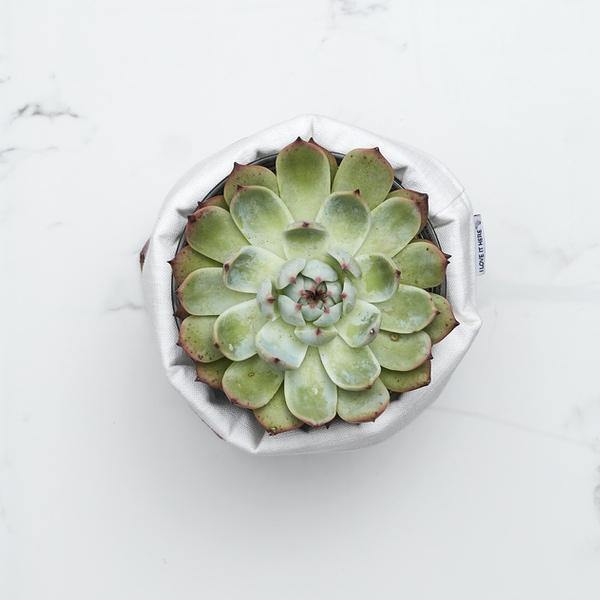 Super Succulent - alternate view