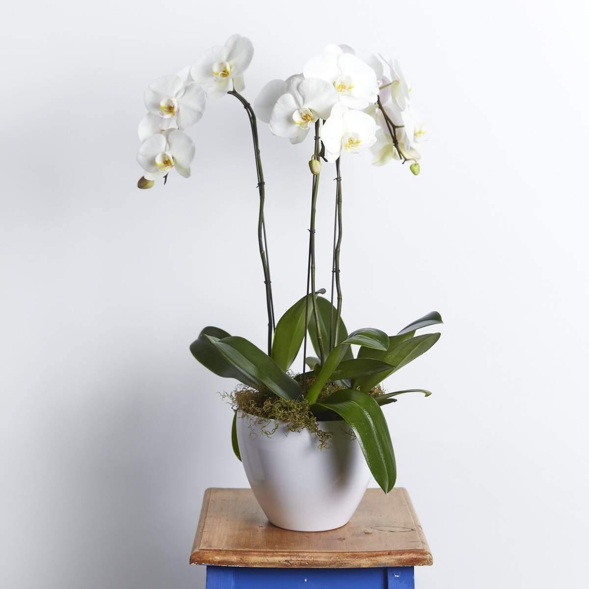 Peace & Serenity Orchid - Fabulous Flowers Cape Town Flower Delivery