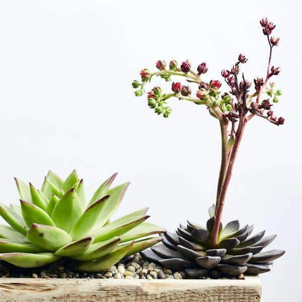 Succulent Surprise - image 4