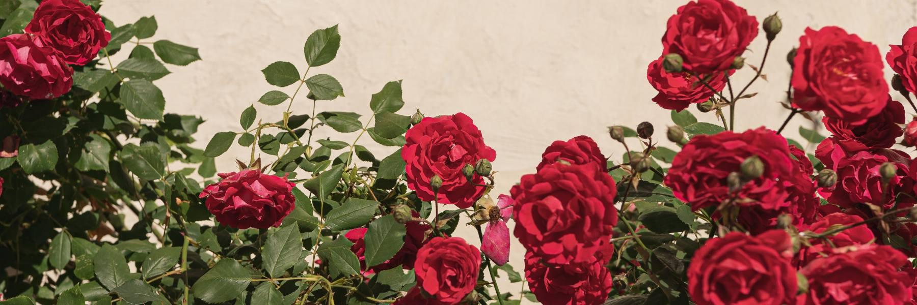 A GUIDE TO RED ROSES - Fabulous Flowers delivered near me