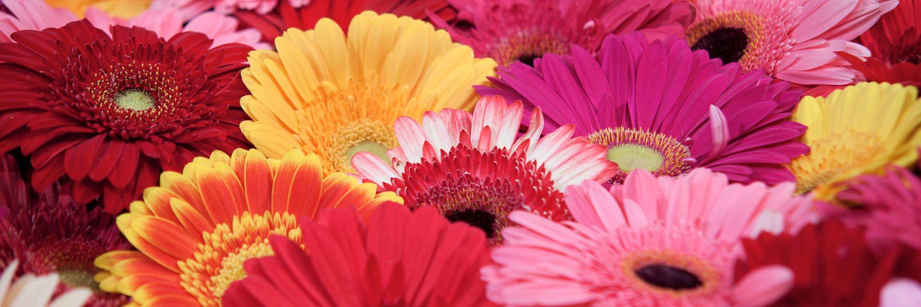 Gerbera Daisy: The Vibrant Blossom of Joy