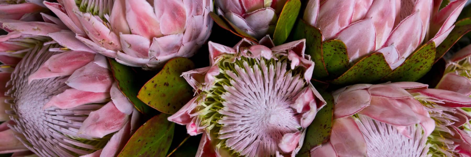 Proteas, king proteas, flower delivery, South Africa, florist near me, flowers delivered near me