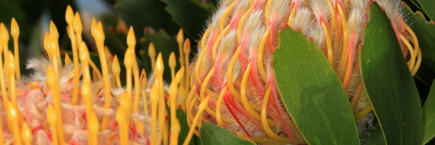 SOUTH AFRICA'S BEAUTIFUL FLOWERS proteas - Fabulous Flowers