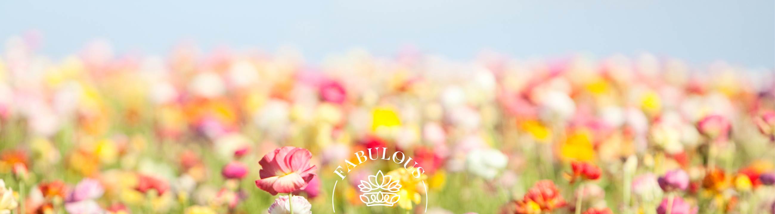 Spring Flowers South Africa: A Guide to the Best Blooms – colourful wildflower field in soft focus under blue sky