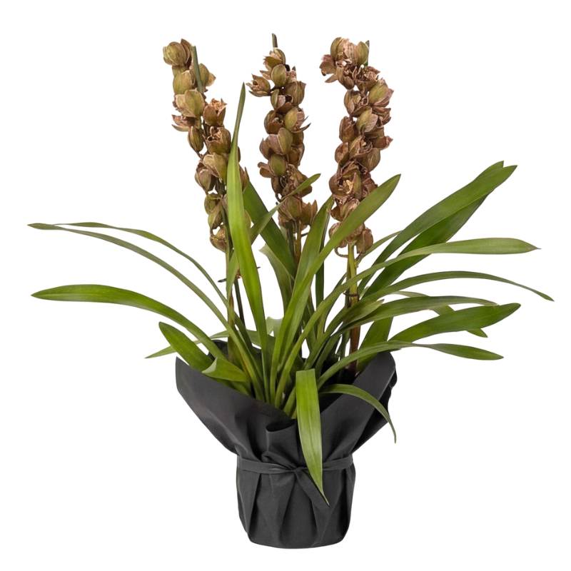 Cymbidium Antique Jade orchid three flowering spikes with olive-green and burgundy-speckled cup-shaped blooms among long arching green leaves, rare Amsterdam import | Fabulous Flowers
