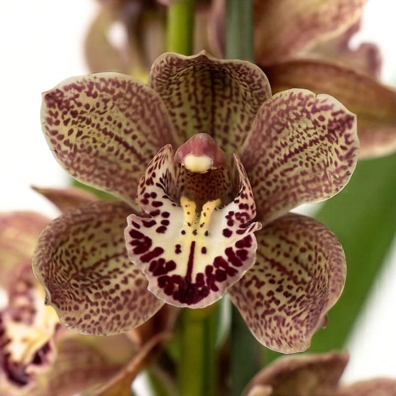 Cymbidium orchid plant with three dense flowering spikes of olive-brown speckled blooms and lush green foliage, wrapped in black paper, same-day Cape Town delivery | Fabulous Flowers