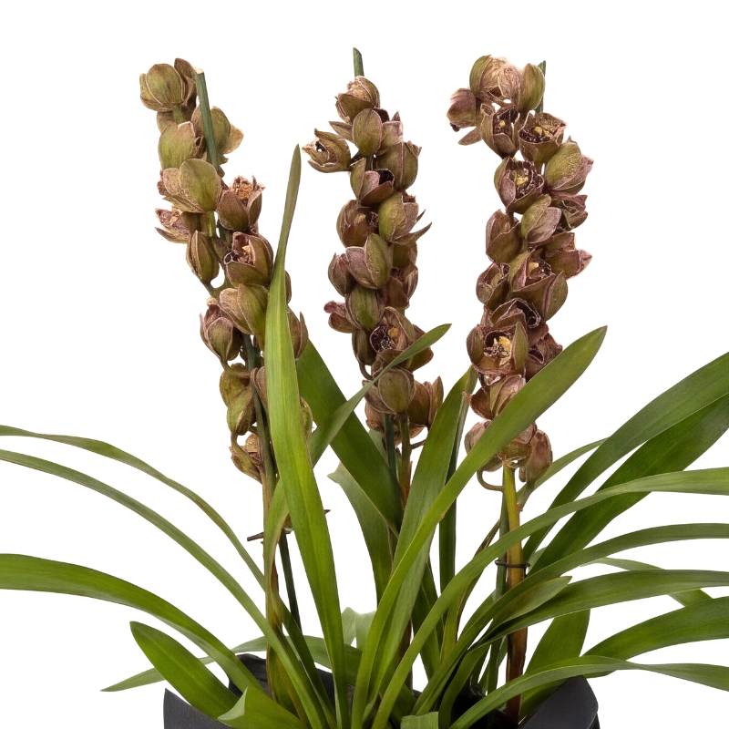 Cymbidium Antique Jade orchid 70cm with three upright spikes of earthy green-brown blooms, elegantly gift-wrapped in matte black paper, limited edition orchid plant | Fabulous Flowers