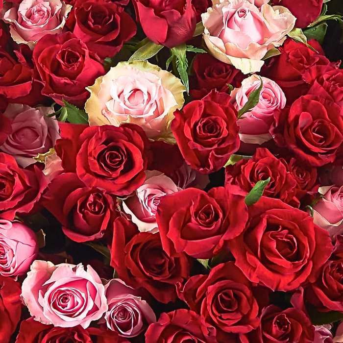 Close-up of Between Heartbeats showing densely packed red roses with blush pink roses for a two-tone romantic finish