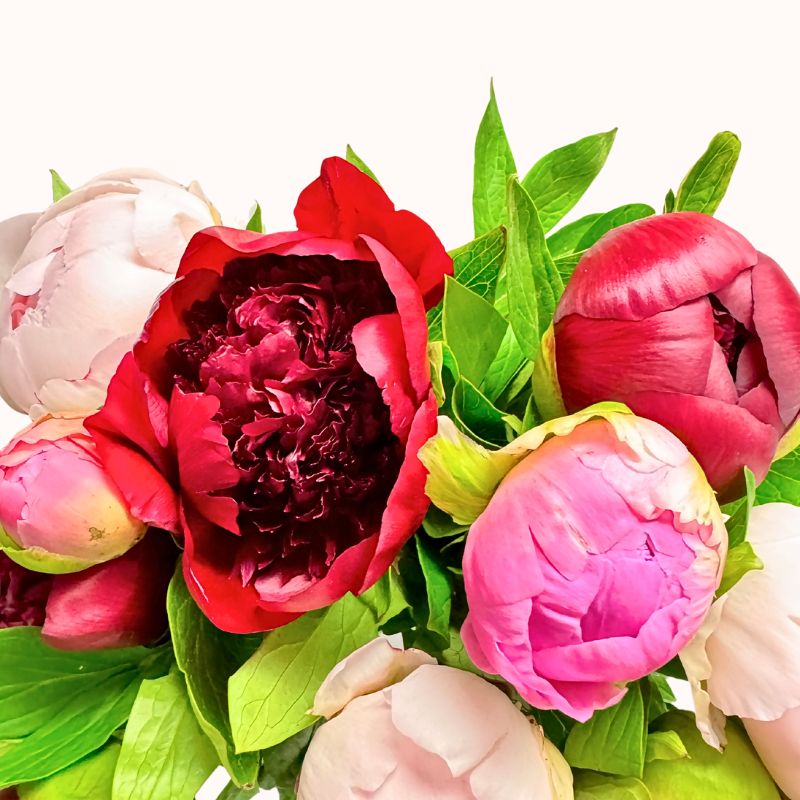 Close-up of Blush & Merlot - Fabulous Flowers and Gifts peony bouquet showing a deep red peony with layered petals
