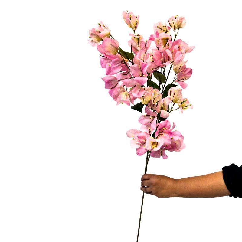 Hand holding a branch of pink flowers against a white background