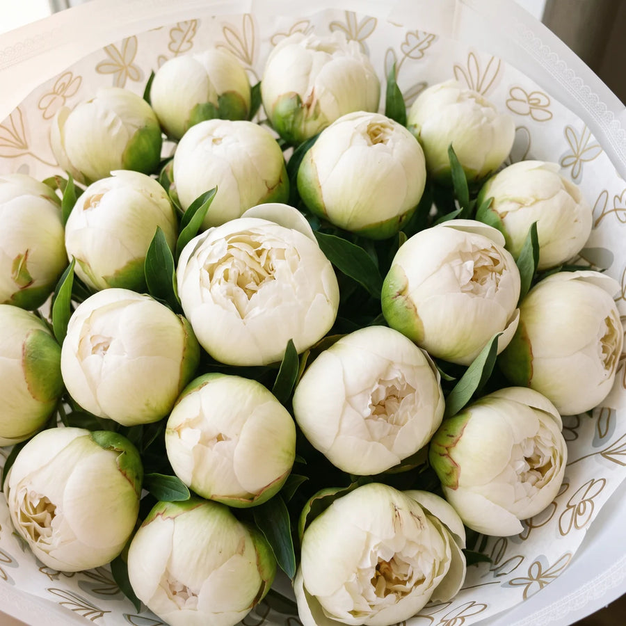 Close-up from above of twenty Bowl of Cream peonies, some still in green-tinged bud and some opening to creamy white blooms, Fabulous Flowers South Africa