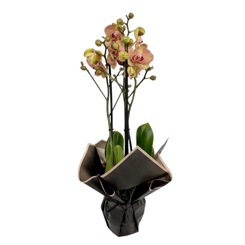 Bronze Tiger Phalaenopsis orchid plant with three flowering spikes, olive-green petals with burgundy veining, gift-wrapped in charcoal-grey and black paper with blush-pink trim, same-day Cape Town delivery | Fabulous Flowers