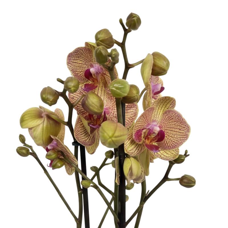 Multiple open blooms and green buds on Bronze Tiger Phalaenopsis orchid, olive-bronze petals with burgundy veins and magenta lips, limited edition orchid plant | Fabulous Flowers