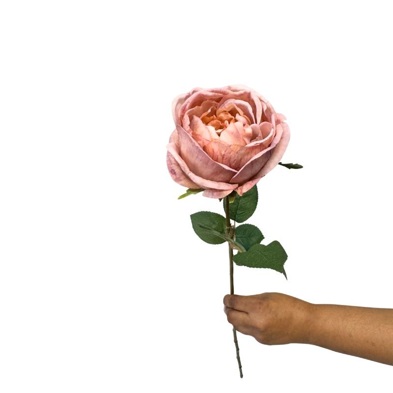 Hand holding a pink rose against a white background