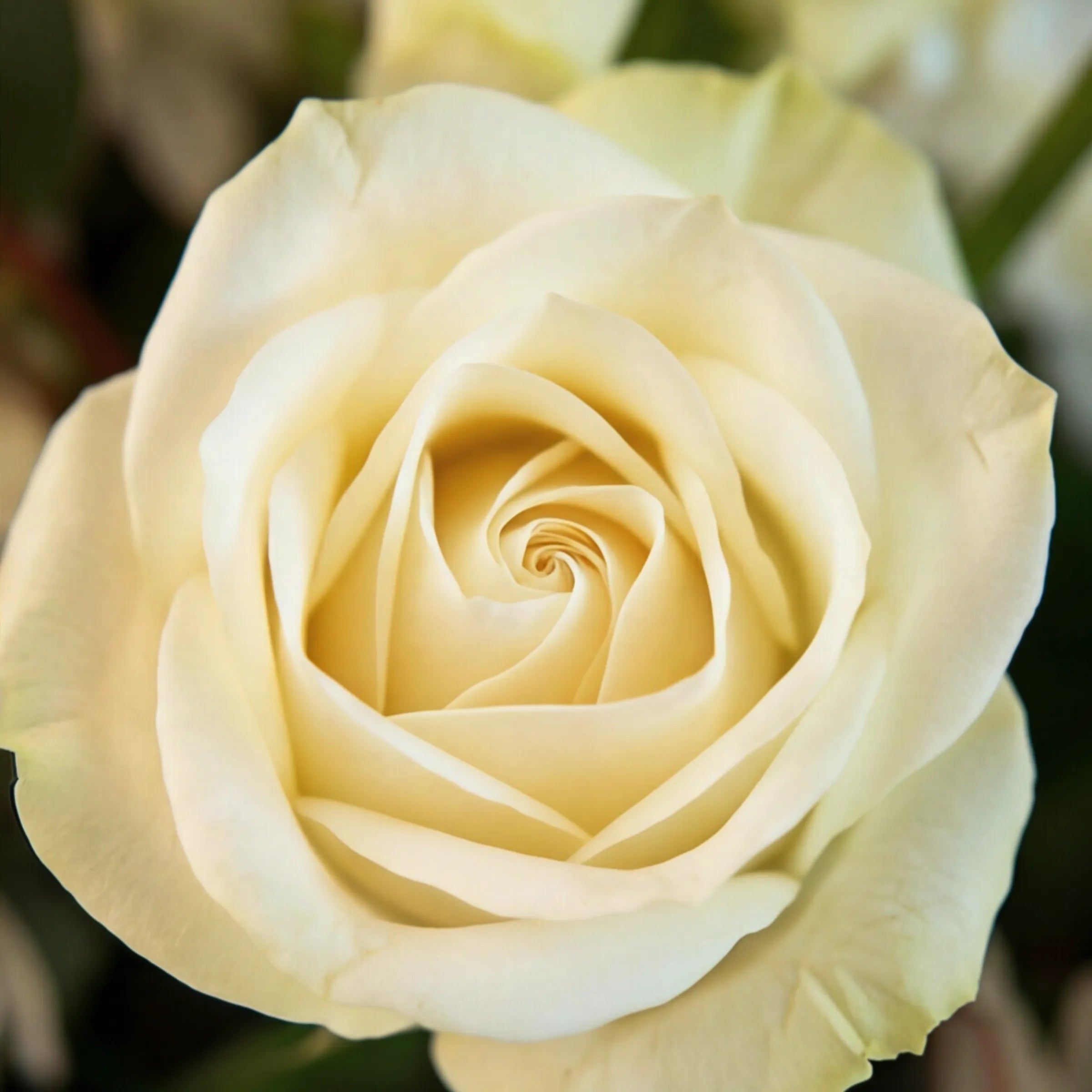 Single cream white rose at the heart of the Classic White flower arrangement by Fabulous Flowers, since 1999