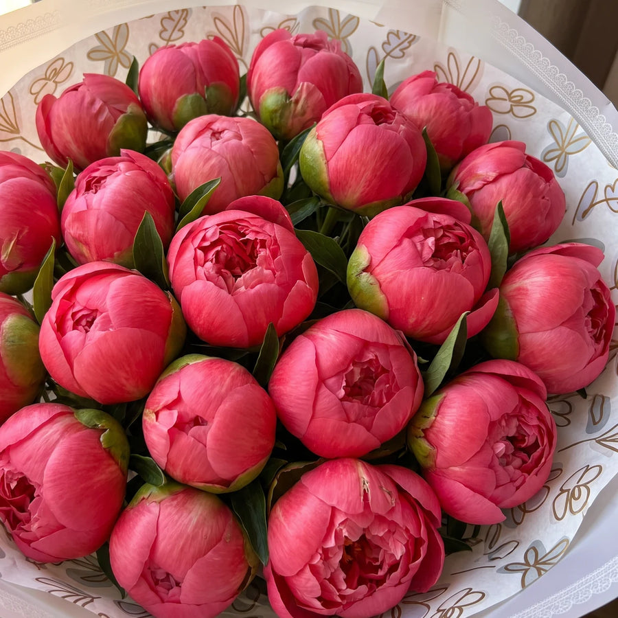 Top-down close-up of coral peony heads just starting to open inside white and gold leaf print paper