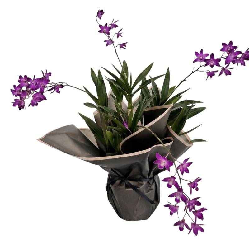 Purple Dendrobium Berry ODA orchid plant with four flowering spikes arching outward, gift-wrapped in charcoal-grey paper with blush-pink trim, same-day Cape Town delivery | Fabulous Flowers