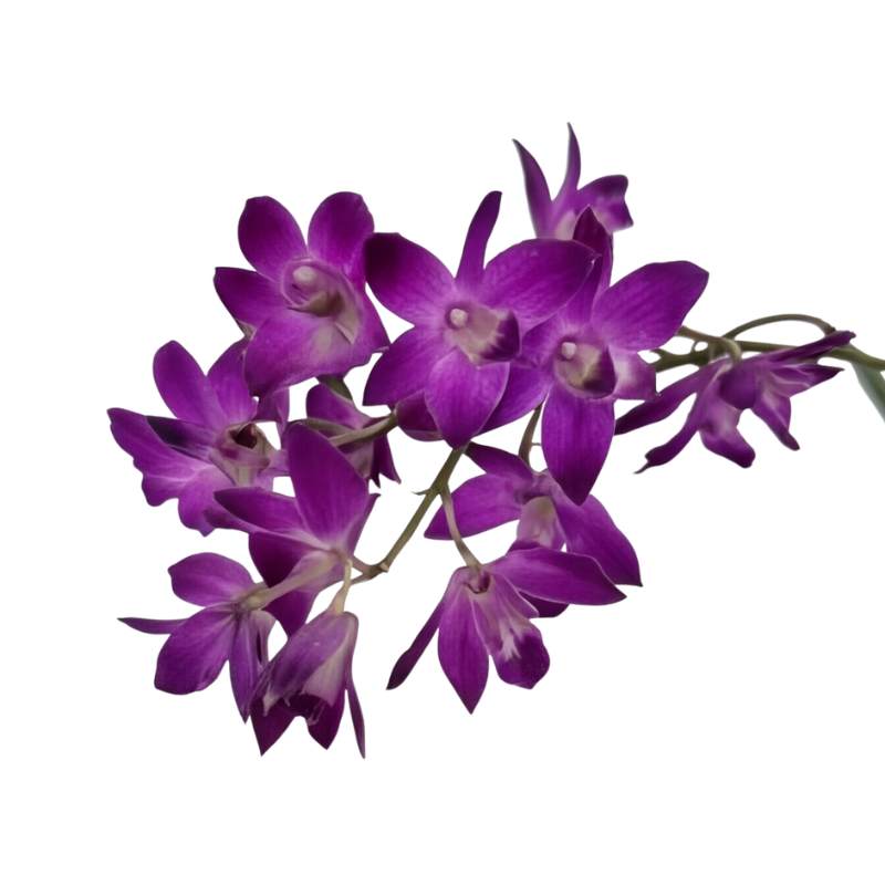 Cluster of purple Dendrobium orchid blooms on a single flowering spike, rich berry-magenta petals with soft white centres, limited edition orchid plant | Fabulous Flowers