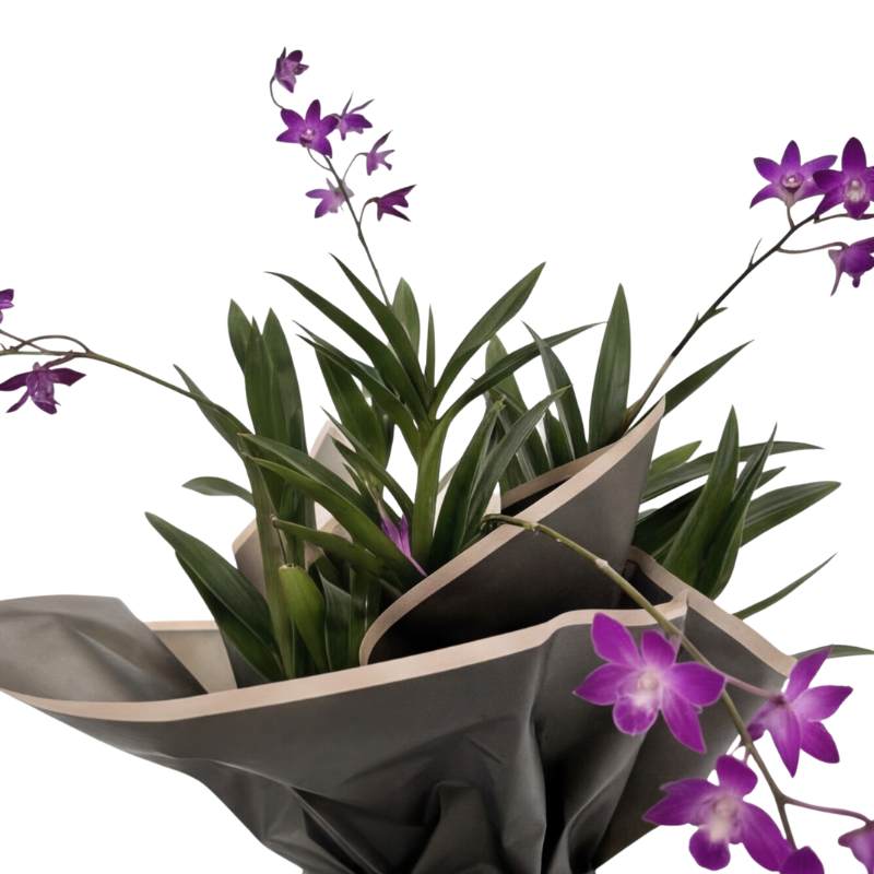 Dendrobium Berry ODA orchid spikes with purple blooms emerging from dense green foliage, elegantly wrapped in charcoal-grey paper, dendrobium orchid delivery Cape Town | Fabulous Flowers