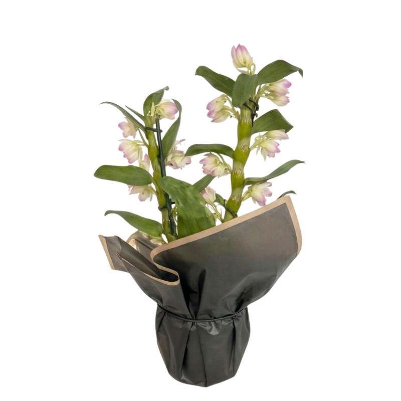 Dendrobium nobile orchid with cream and pink-purple blooms flowering at every node along thick green canes, gift-wrapped in charcoal-grey paper with blush-pink trim | Fabulous Flowers