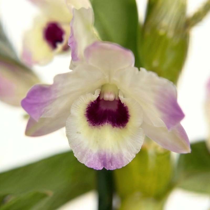 Close-up of dendrobium nobile orchid bloom showing cream-white petals with soft lilac-pink tips and a deep plum-purple throat, rare Amsterdam import | Fabulous Flowers