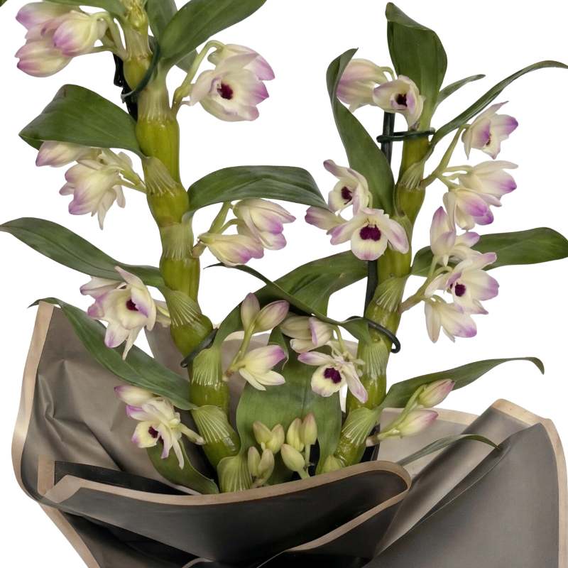 Two canes of dendrobium nobile orchid covered in white and lilac-pink blooms with plum-purple centres, lush green foliage, limited edition orchid plant | Fabulous Flowers