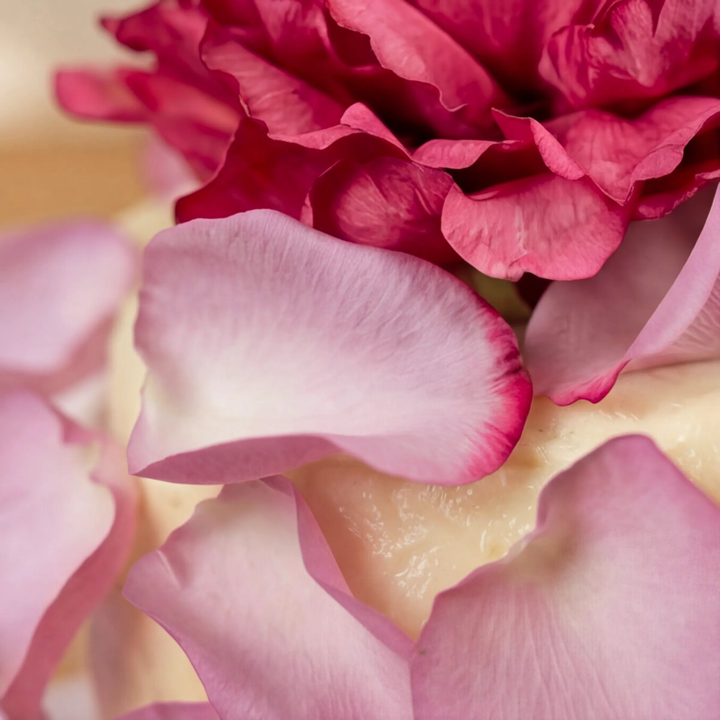 Macro of fuchsia peony and pink rose petals on vanilla icing, Elegance Rouge Cake by Fabulous Flowers