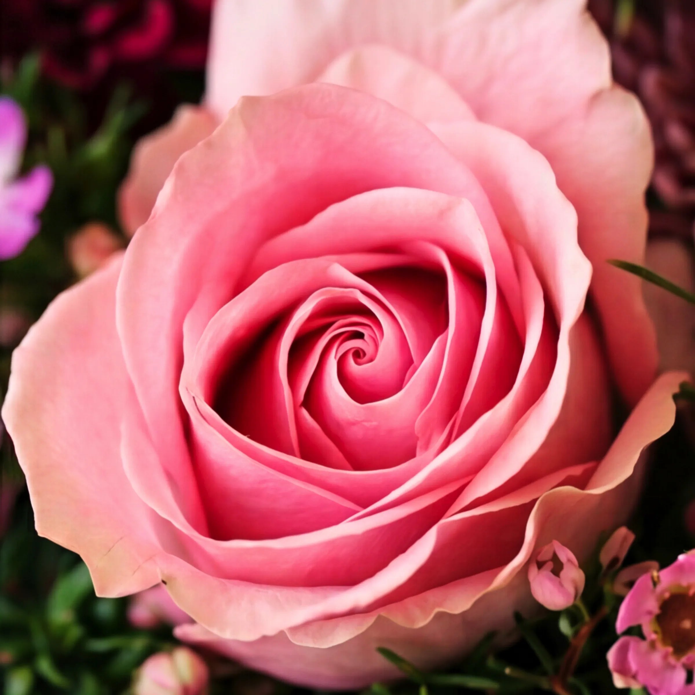 Single soft pink garden rose at the heart of the Enchanted Garden bouquet by Fabulous Flowers, a Cape Town florist