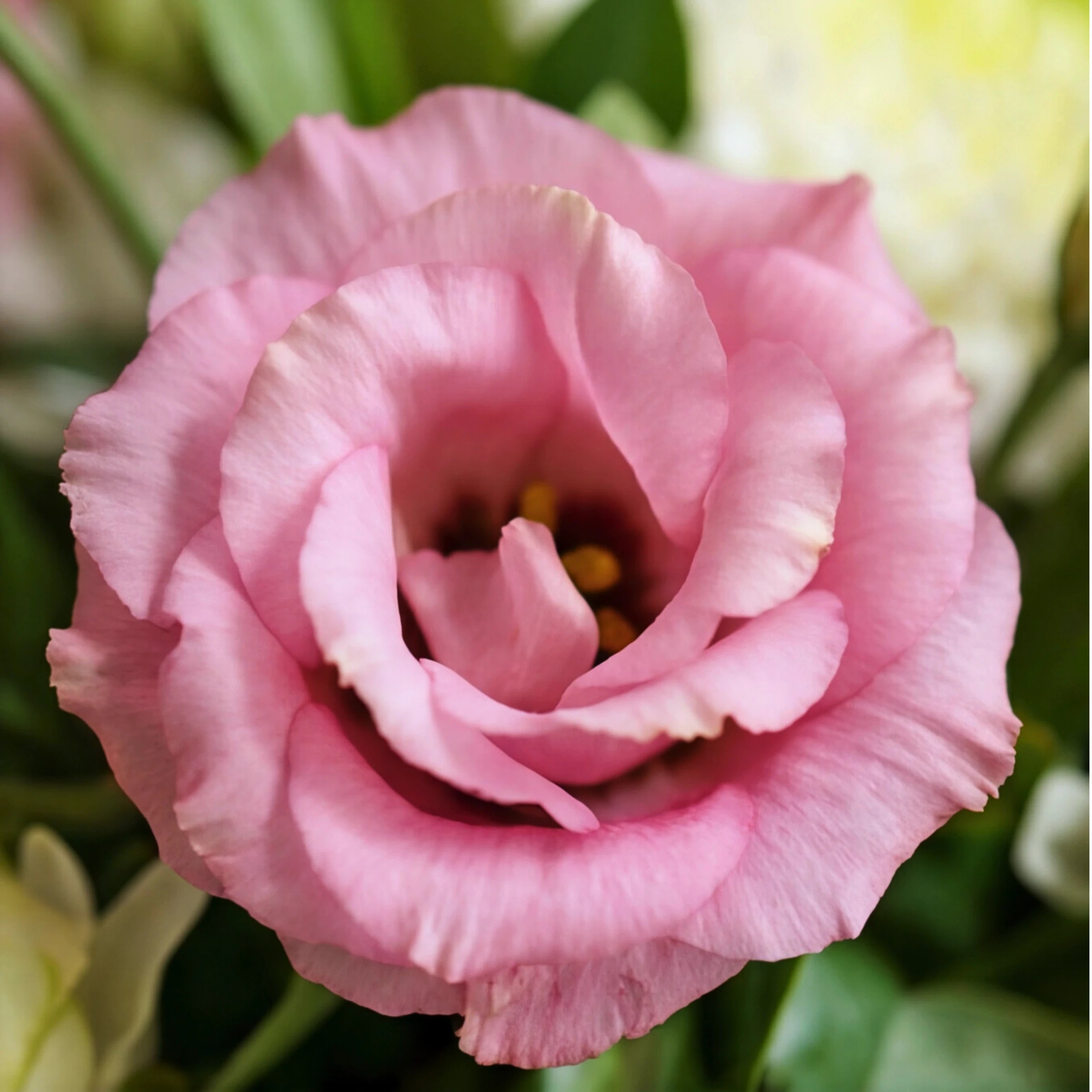 Macro of a soft pink lisianthus bloom in the Eternal Spring funeral wreath