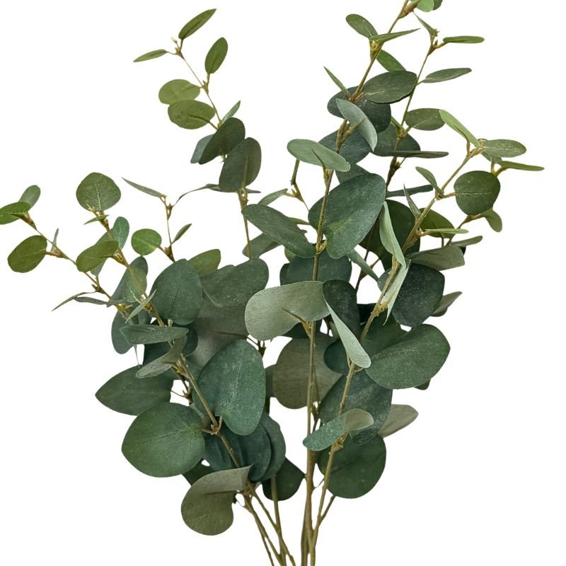 Green eucalyptus leaves on a white background