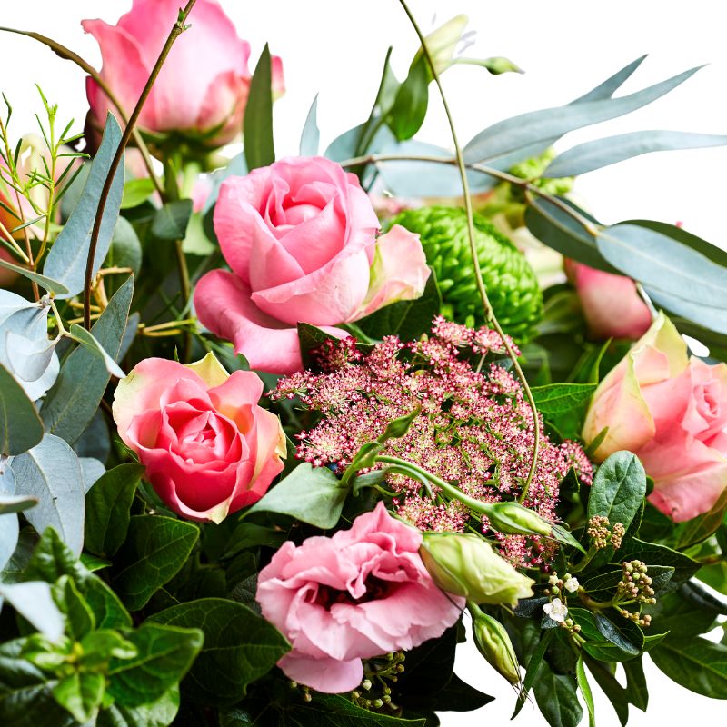 Close up of pink roses and greenery on a white background