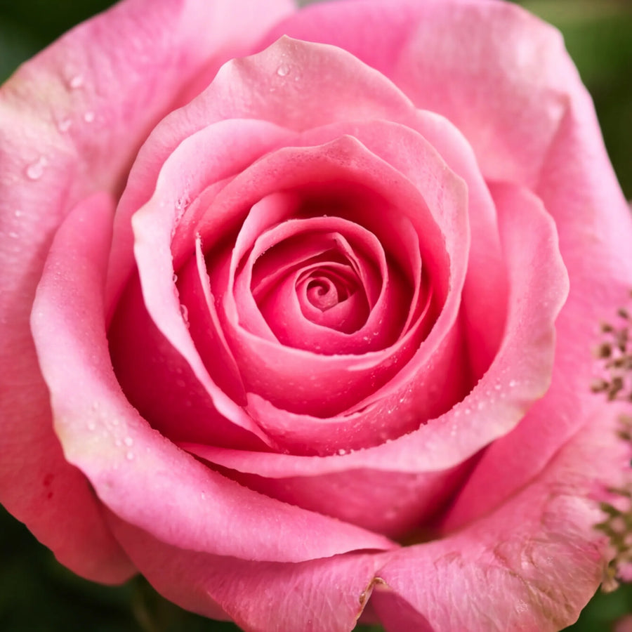 Macro of soft pink rose detail in Fabulous Rose Bowl arrangement by Fabulous Flowers Cape Town