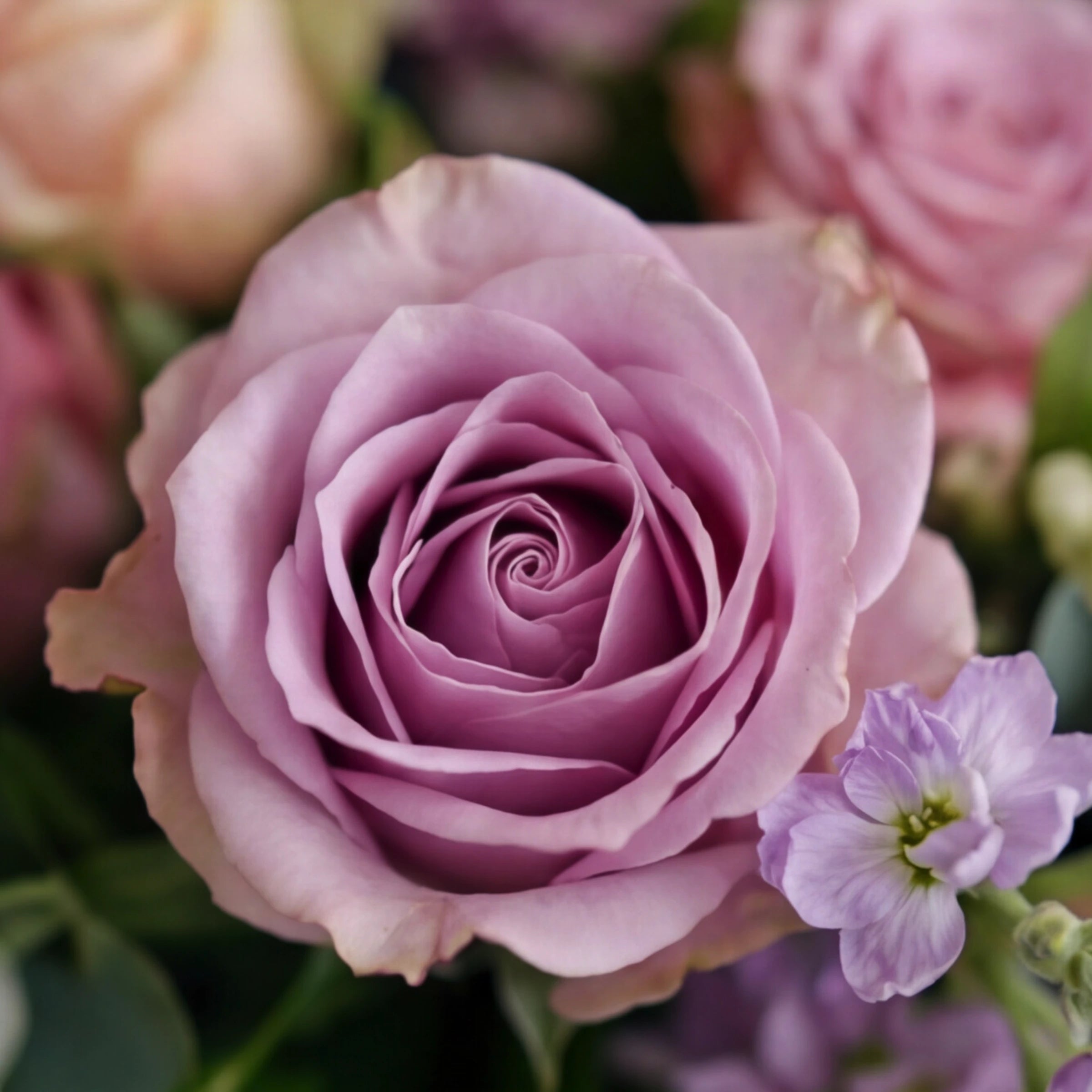 Close-up of a lilac rose and lilac stock in the Forever Loved coffin spray