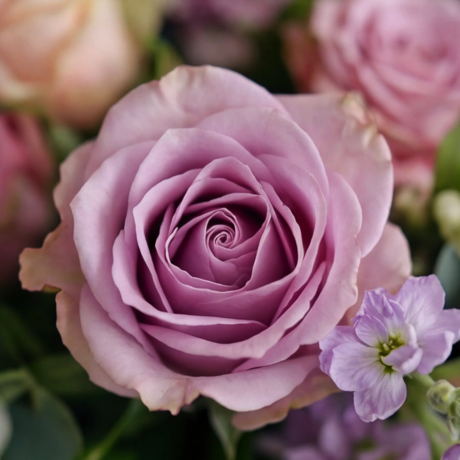 Close-up of a lilac rose and lilac stock in the Forever Loved coffin spray