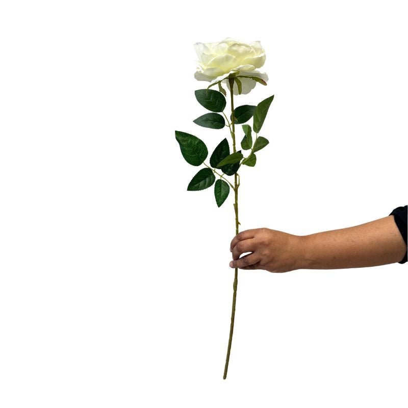 White rose held by a hand on a white background